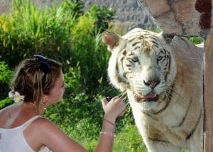 bali safari