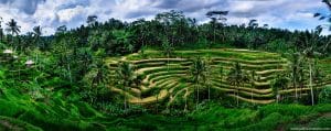 tegalalang-rice-terrace-ydc-bali-tour5