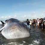 Dead sperm whale in Klungkung, Bali