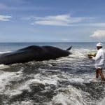 Dead sperm whale in Klungkung, Bali