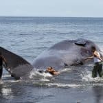 Dead sperm whale in Klungkung, Bali