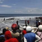 Dead sperm whale in Klungkung, Bali