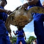 Bali police release into the wild 31 sea turtles