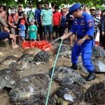 Bali police release into the wild 31 sea turtles