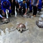 Bali police release into the wild 31 sea turtles