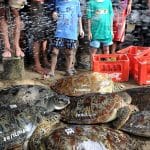 Bali police release into the wild 31 sea turtles