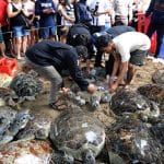 Bali police release into the wild 31 sea turtles