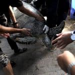 Bali police release into the wild 31 sea turtles