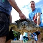 Bali police release into the wild 31 sea turtles