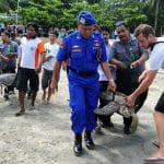 Bali police release into the wild 31 sea turtles