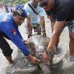 Bali police release into the wild 31 sea turtles