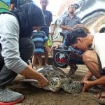 Bali police release into the wild 31 sea turtles