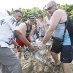 Bali police release into the wild 31 sea turtles