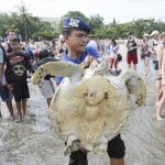 Bali police release into the wild 31 sea turtles