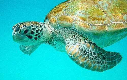 sea turtle