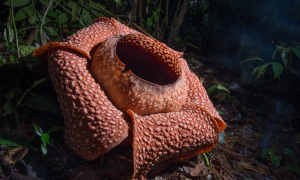 Rafflesia