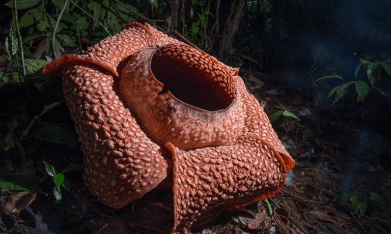 Rafflesia