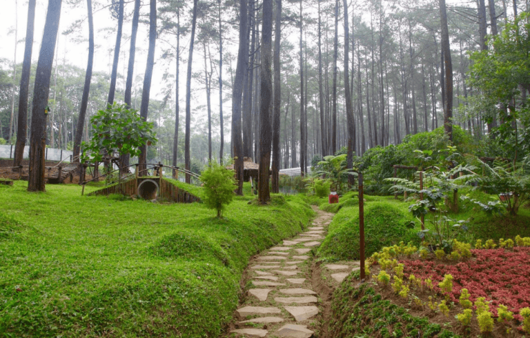 Orchid Forest