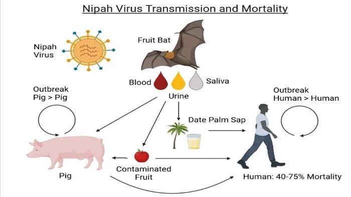 Bali Nipah Virus : Stay Informed about Nipah Virus in Bali & Recognize the Symptoms